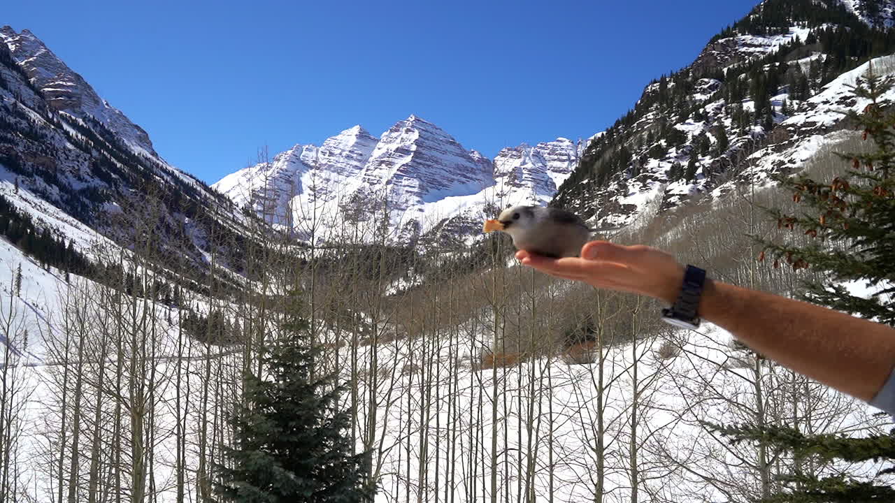 Snow bird landing on male hand mid Winter Maroon Bells Aspen Wilderness Colorado bluebird early morning fresh snow