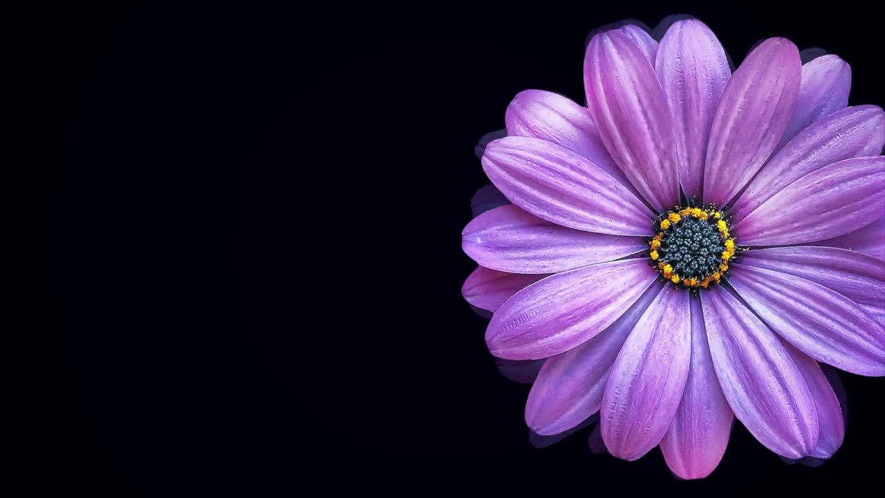 gran brote de margarita púrpura moviéndose en un fondo negro. animación de flores