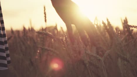 hand in wheat field at sunset