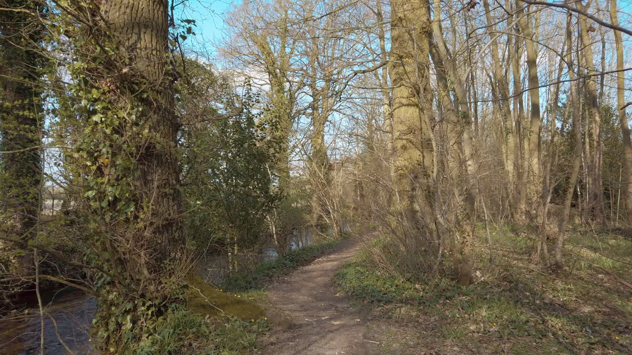 прогулка по бесплодному лесу вдоль мелкого ручья солнечным весенним утром