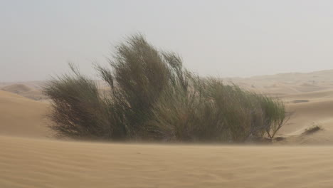 Wüstensträucher,-Die-Im-Wind-Wehen