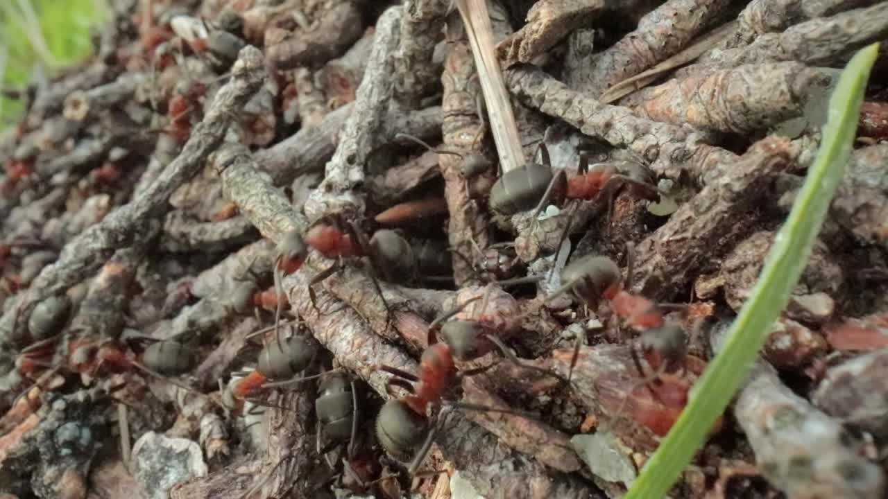 Wild ant hill in the forest super macro close-up shot