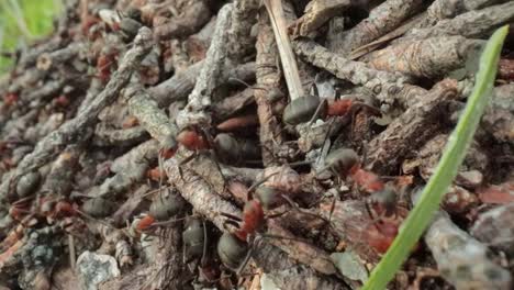 wild ant hill in the forest super macro close-up shot