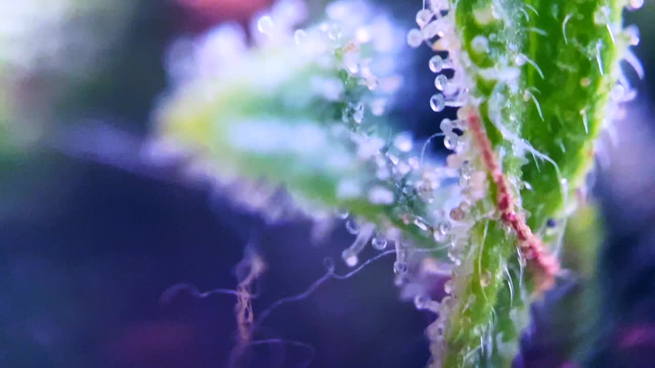 마약 대마초 마리화나의 웅장한 영상 마이크로스코프 트리코마 thc cbd