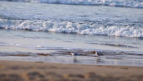 Wunderschöner-Sonnenaufgang-An-Der-Costa-Da-Caparica-Mit-Möwen,-Die-Vom-Morgenlicht-Beleuchtet-Werden,-Und-Kleinen-Wellen,-Die-Sich-Dahinter-Brechen