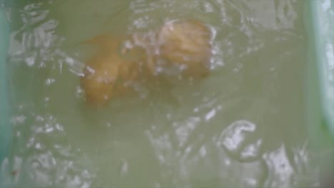 dejar caer algunas papas en el agua para limpiarlas