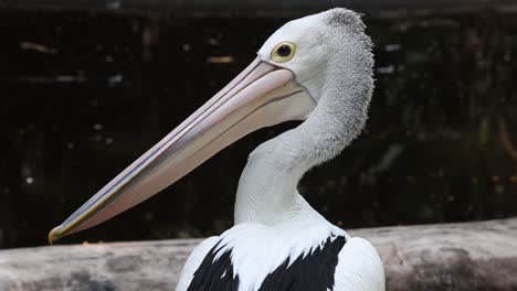 close-up of australian pelican with long beak in natural habitat
