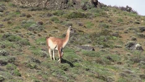 Laguna-Amarga-Estancia,-Torres-Del-Paine,-Patagonia---Guanaco-Standing-Under-The-Heat-Of-The-Sun-Posing-For-The-Camera---Wide-Shot