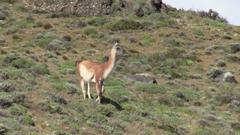 Estancia-Laguna-Amarga,-Torres-Del-Paine,-Patagonia---Guanaco-Parado-Bajo-El-Calor-Del-Sol-Posando-Para-La-Cámara---Plano-General