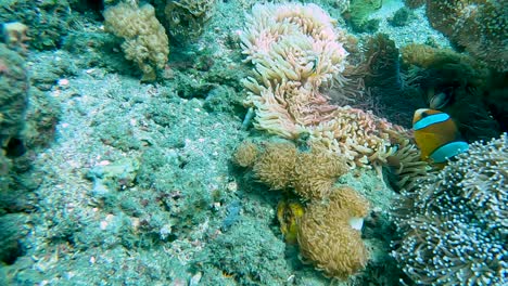 A-family-of-colourful-clown-fish-swimming-in-their-tropical-sea-anemones-home-on-stunning-coral-reef-on-the-Coral-Triangle-in-Timor-Leste,-Southeast-Asia,-closeup-underwater-view-of-tropical-fish