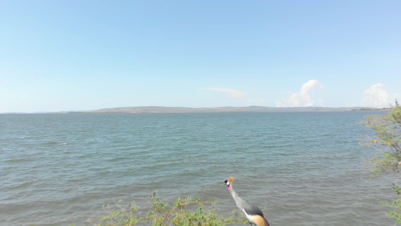 아프리카 빅토리아 호수 기슭에 있는 나무에 자리 잡은 두 마리의 두루미 위로 날아가는 전방 이동 공중 샷