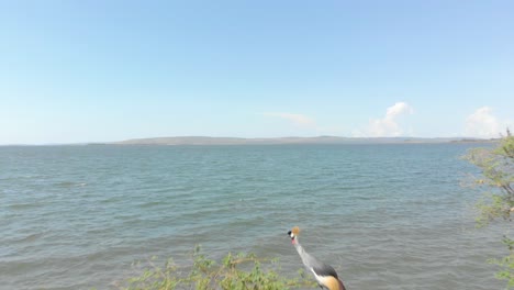 A-forward-moving-aerial-shot-flying-over-two-crested-cranes-perched-on-a-tree-on-the-shores-of-Lake-Victoria-in-Africa