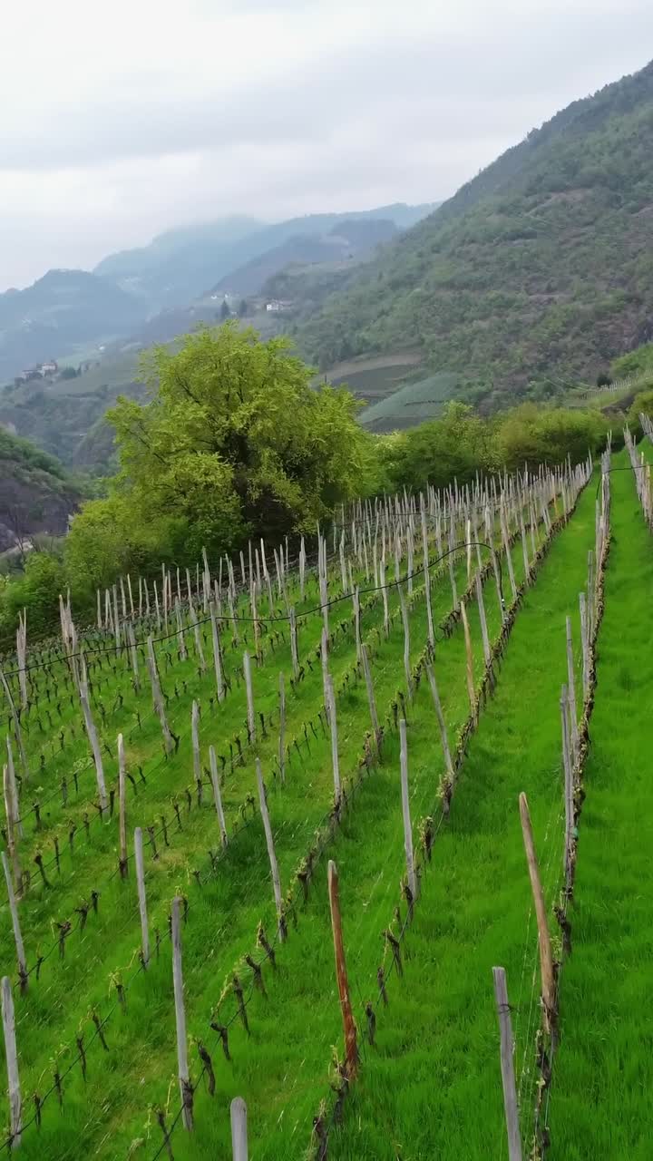Vertical shots of lush green vineyards with wooden support sticks on sunlit hillsides in Italy