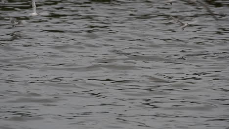 Terns-and-Gulls-Skimming-for-Food-are-migratory-seabirds-to-Thailand,-flying-around-in-circles,-taking-turns-to-skim-for-food-floating-on-the-sea-at-Bangpu-Recreational-Center-wharf