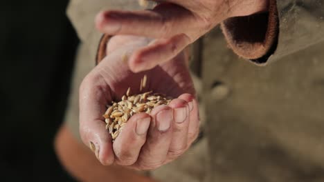 el agricultor inspecciona su cosecha con las manos sosteniendo semillas maduras de trigo.