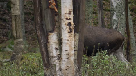 side view of female moose running away in slowmotion during hunting season in sweden