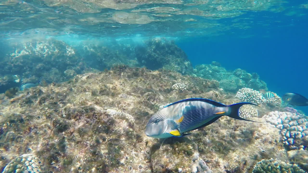 수중 서핑 라인 근처의 이국적인 물고기