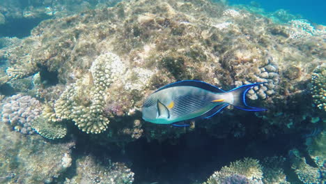 peces exóticos cerca de la línea de surf bajo el agua