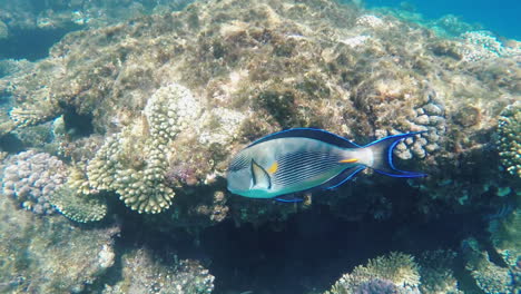 exotic fish near the surf line underwater