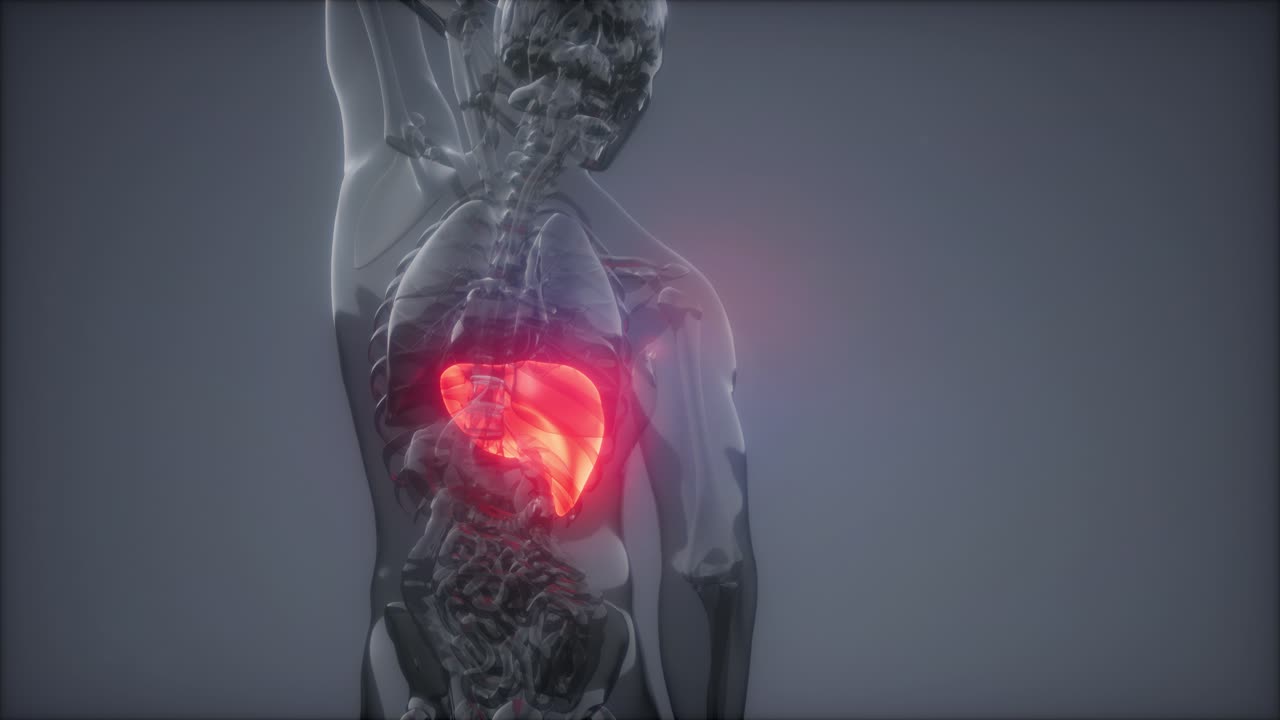 Human Liver Radiology Exam