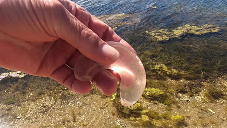 crescent-shaped wobbly jelly shapes