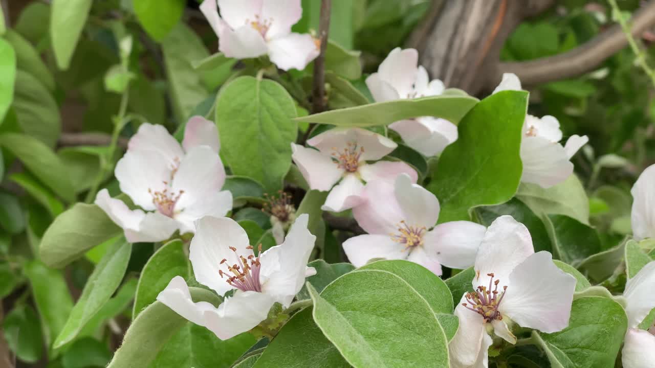 primer plano de flores de membrillo, membrillo durante el período de floración, flor