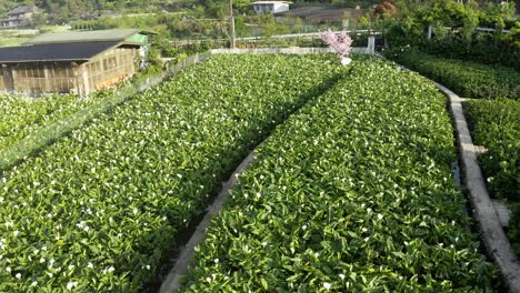 Sobrevuelo-Aéreo-Creciendo-Flores-De-Lirio-En-El-Parque-Nacional-De-Yangmingshan,-Taiwán-Bajo-El-Sol