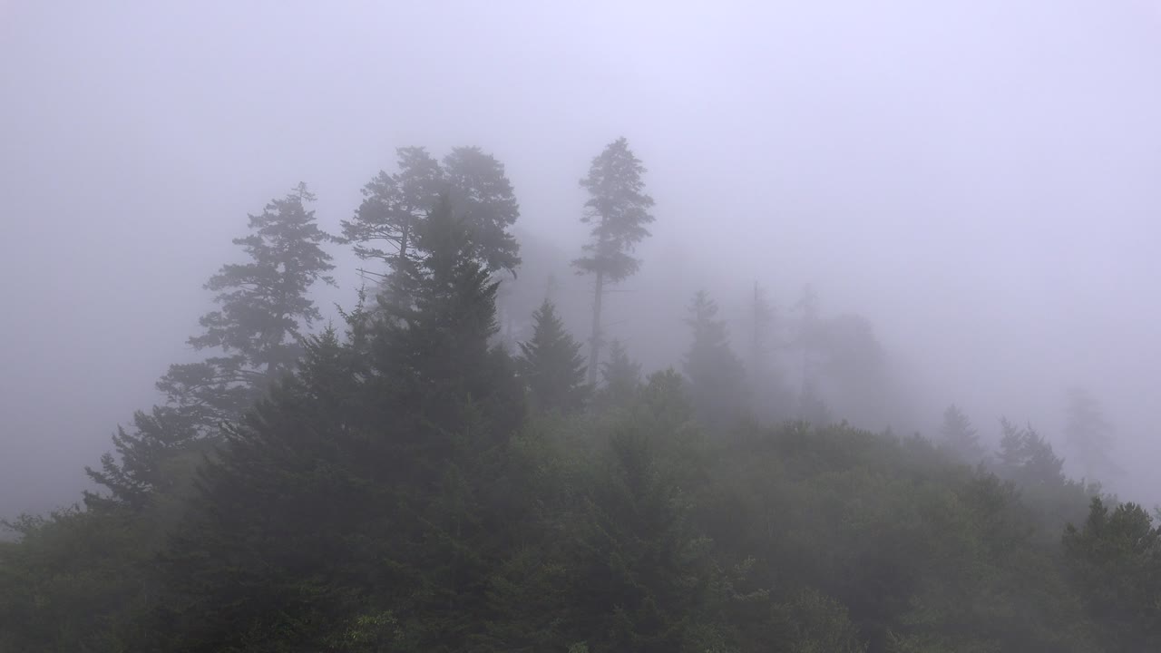숲의 배경에서 안개 나무가 매이지 않는 루프