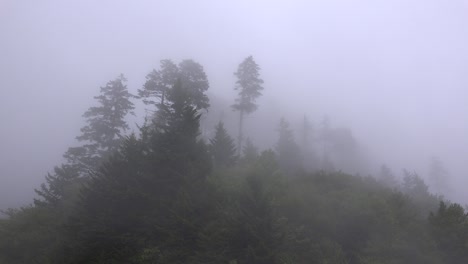 misty trees in a forest background seamless loop