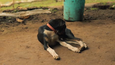 Cute-puppy-grooming-itself.-Static,-high-angle