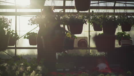gardener with fresh flowers in greenhouse