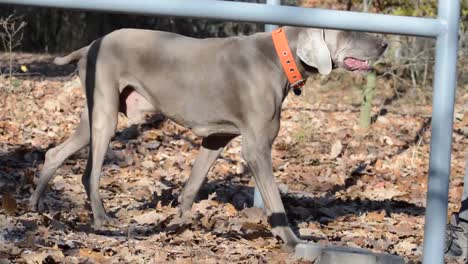 Perro-Weimaraner-Gris-En-El-Parque-De-Ejercicios-De-Calistenia