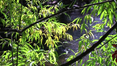 fall leave's blowing in the wind with a running river in the backgroud 20 second slow motion video.