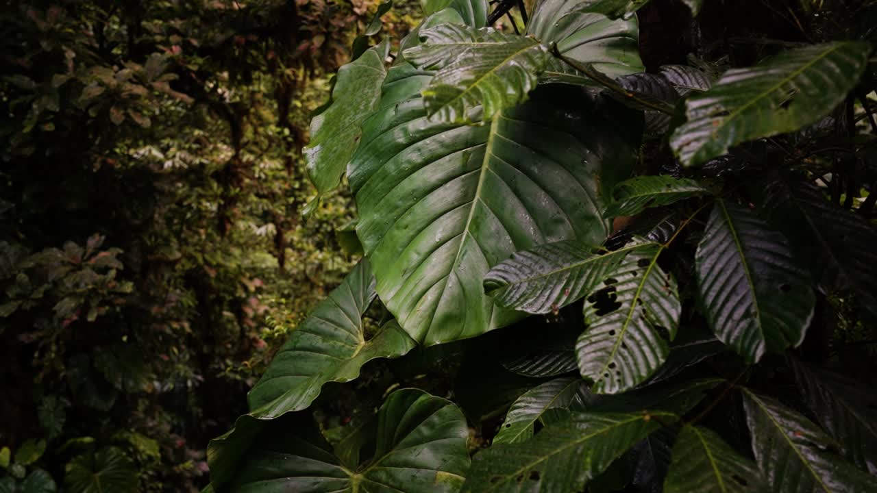 hojas grandes en forma de corazón de plantas de entornos tropicales