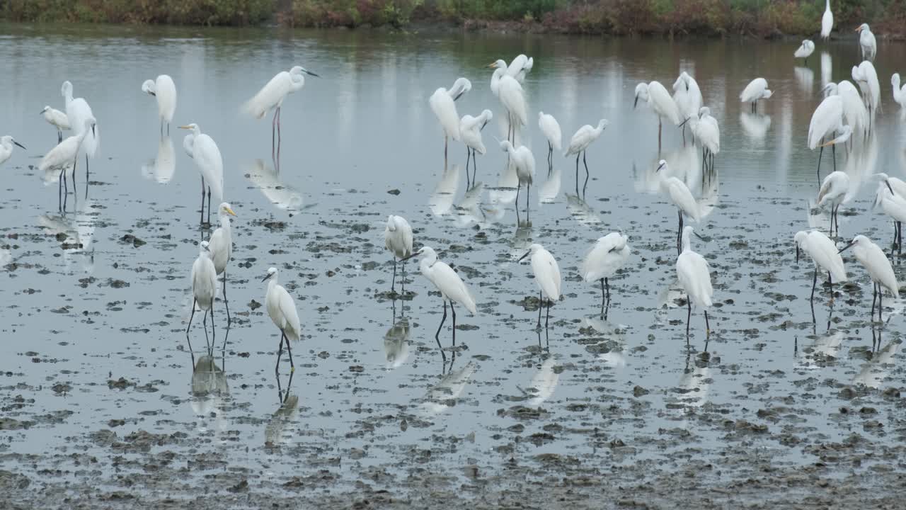 White birds find food in the field.