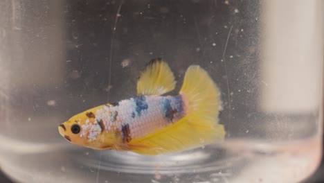 ornamental koi betta fish gracefully gliding through the waters of a solitary