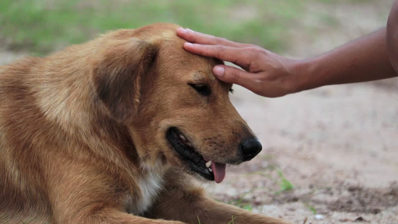 바닥에 누워 있는 길 잃은 갈색 개의 머리를 쓰다듬는 사람의 손