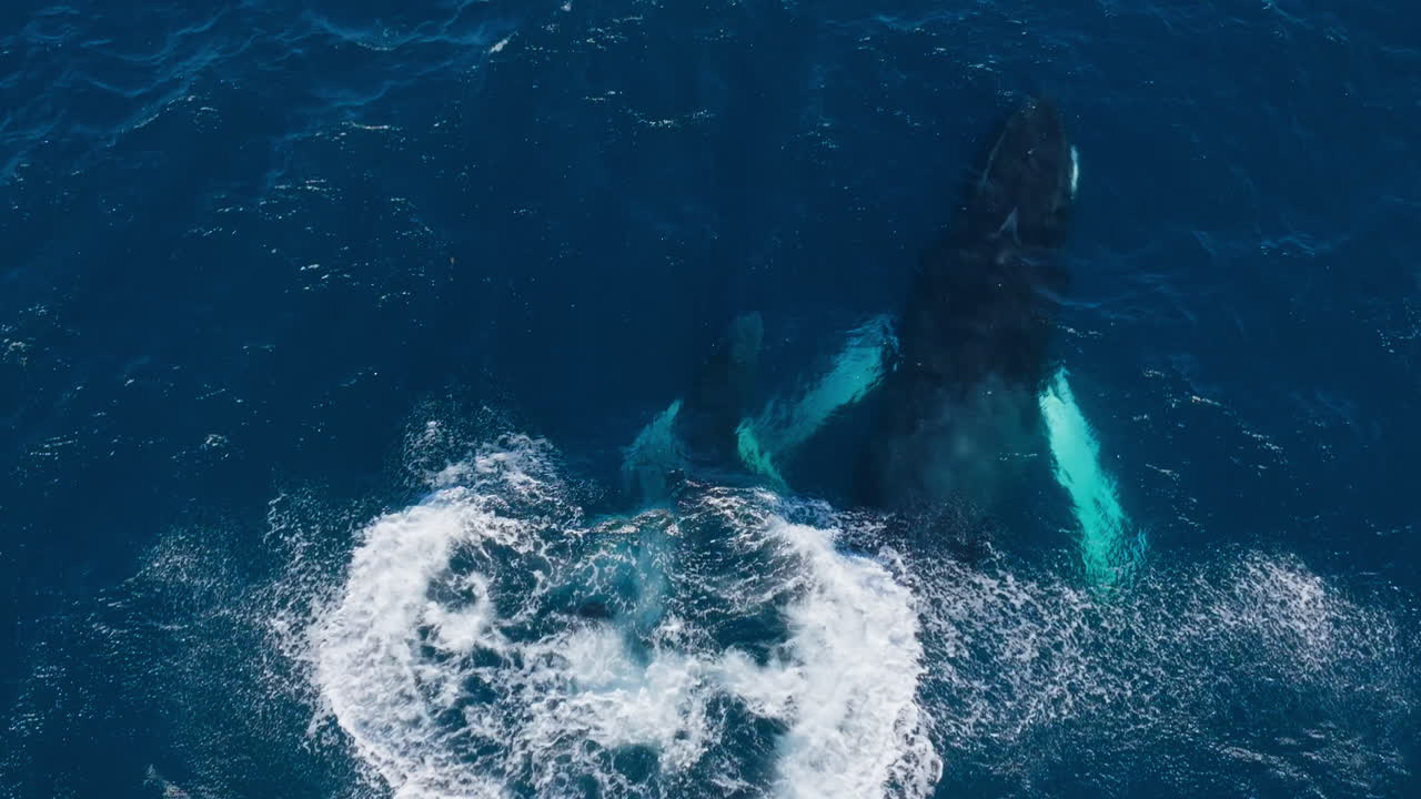 Humpback whale calf plays swimming alongside parent breaching surface with epic splash to dive deep