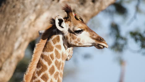 Closeup-Of-Red-billed-Oxpecker-Feeding-On-Giraffe's-Head-In-Sunlight