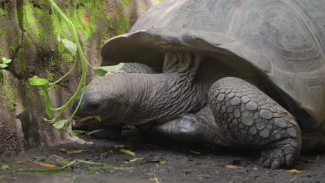 Person-Feeding-Aldabra-Giant-Tortoise-With-Leafy-Green-Plant-at-Bali-Safari-and-Marine-Park-in-Siangan,-Indonesia---close-up,-slow-motion