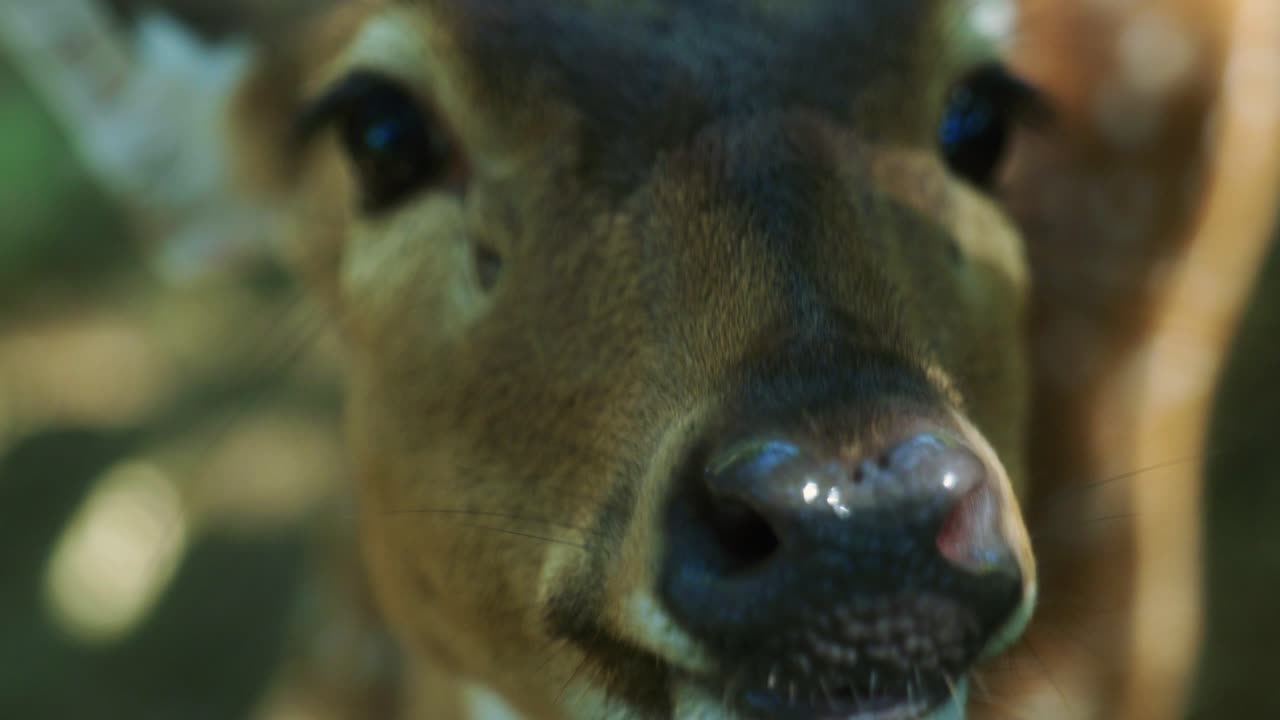 4K Cinematic slow motion wildlife nature footage of a spotted deer from up close in the middle of the jungle in the mountains of Phuket, Thailand on a sunny day