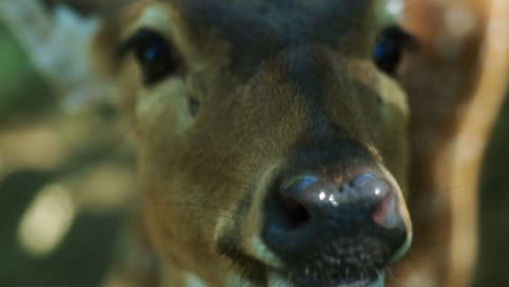 4k cinematic slow motion wildlife nature footage of a spotted deer from up close in the middle of the jungle in the mountains of phuket, thailand on a sunny day