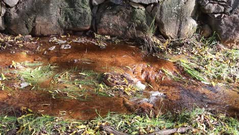 small stream of clear water flowing past rocks