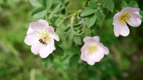 Abeja-Polinizando-Una-Flor,-Cerrar-Con-Fondo-Borroso