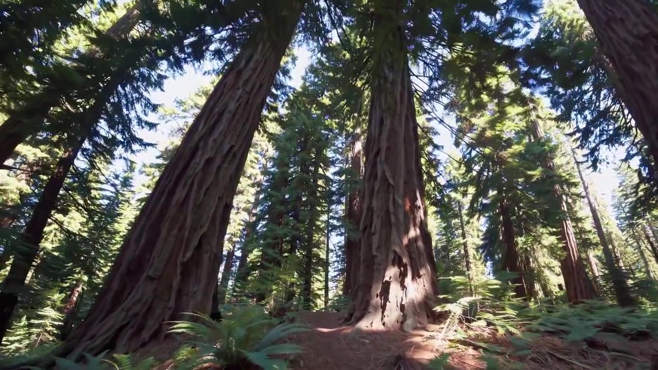 Vista dal basso di imponenti sequoie in una foresta lussureggiante