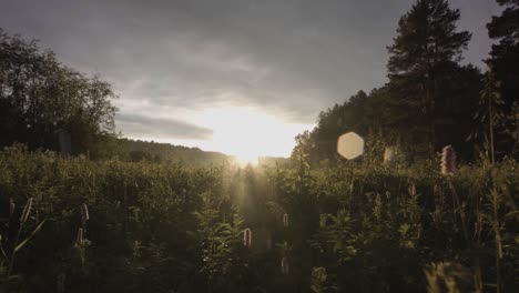 sunrise or sunset over a meadow in a forest