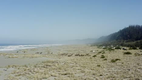 Forward-tracking-drone-shot-following-elk-moving-in-a-herd-across-and-beach