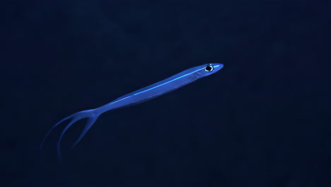 a small blue fish swimming in dark water