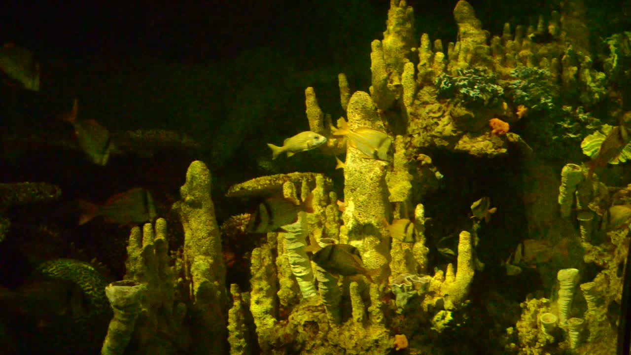Si trova a Orlando, USA. Parco SeaWorld. Mondo sottomarino. Orlando, USA. SeaWorld è il parco marino che include parchi di mammiferi, oceanari, parchi di animali marini e parchi divertimento.