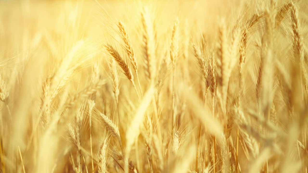 A truly cinematic shot of golden wheat swaying in the summer breeze, bathed in warm sunlight. Captures the peaceful, abundant beauty of nature